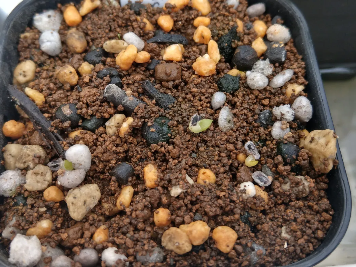 Aloe humilis (アロエ フミリス)