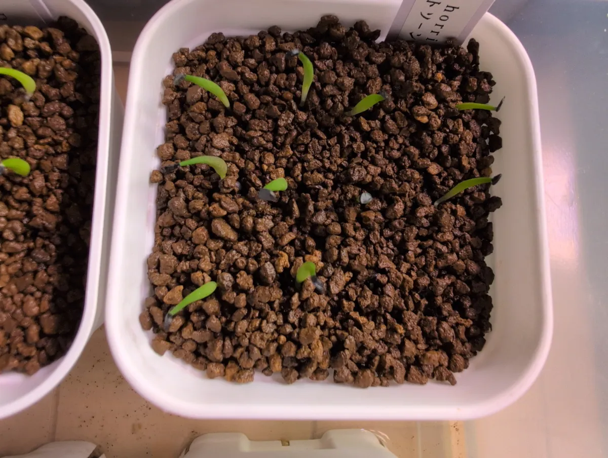 Agave horrida 'Chocolate Thorn' (アガベ ホリダ チョコレートソーン)