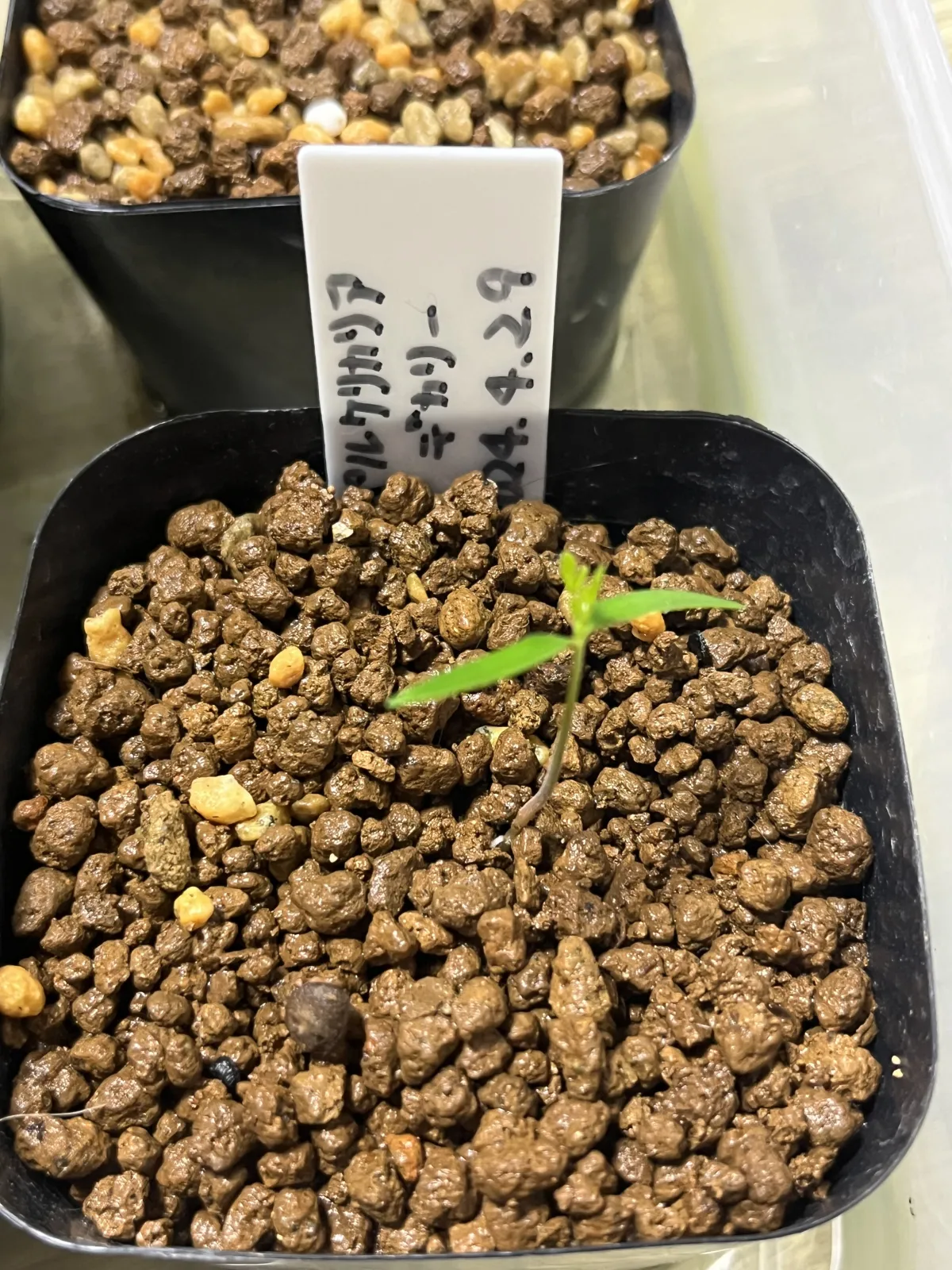 [無料種子] オペルクリカリア 蓋開け練習用 Operculicarya