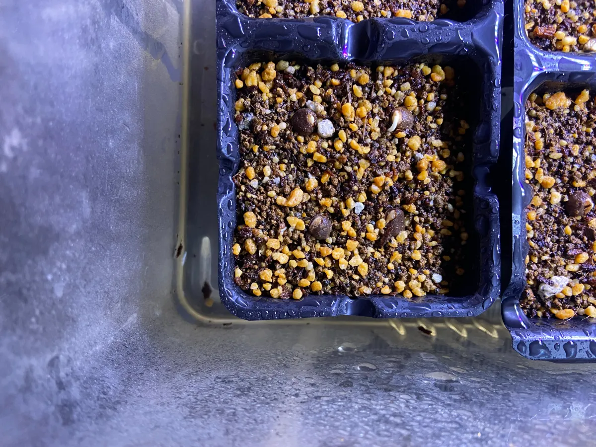 Operculicarya hyphaenoides (オペルクリカリア ヒファエノイデス2025E)