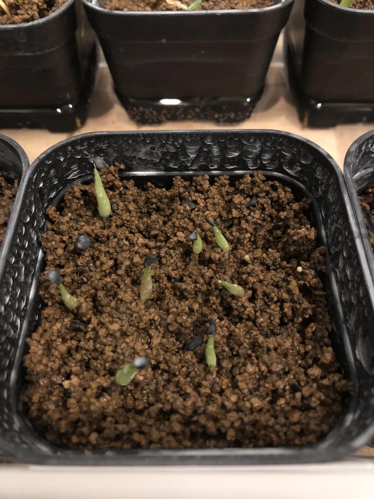 Agave victoriae-reginae (アガベ ビクトリアレジーナエ 笹の雪)