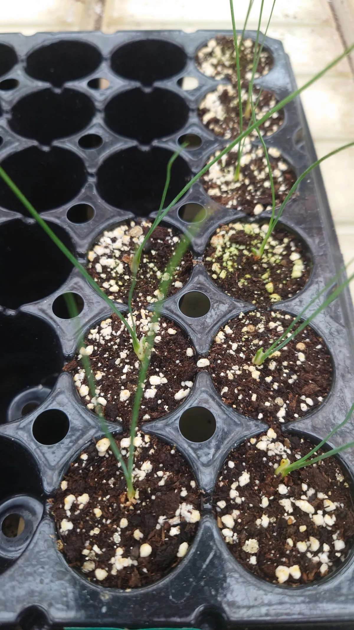 Dasylirion lucidum (ダシリリオン ルキダム)