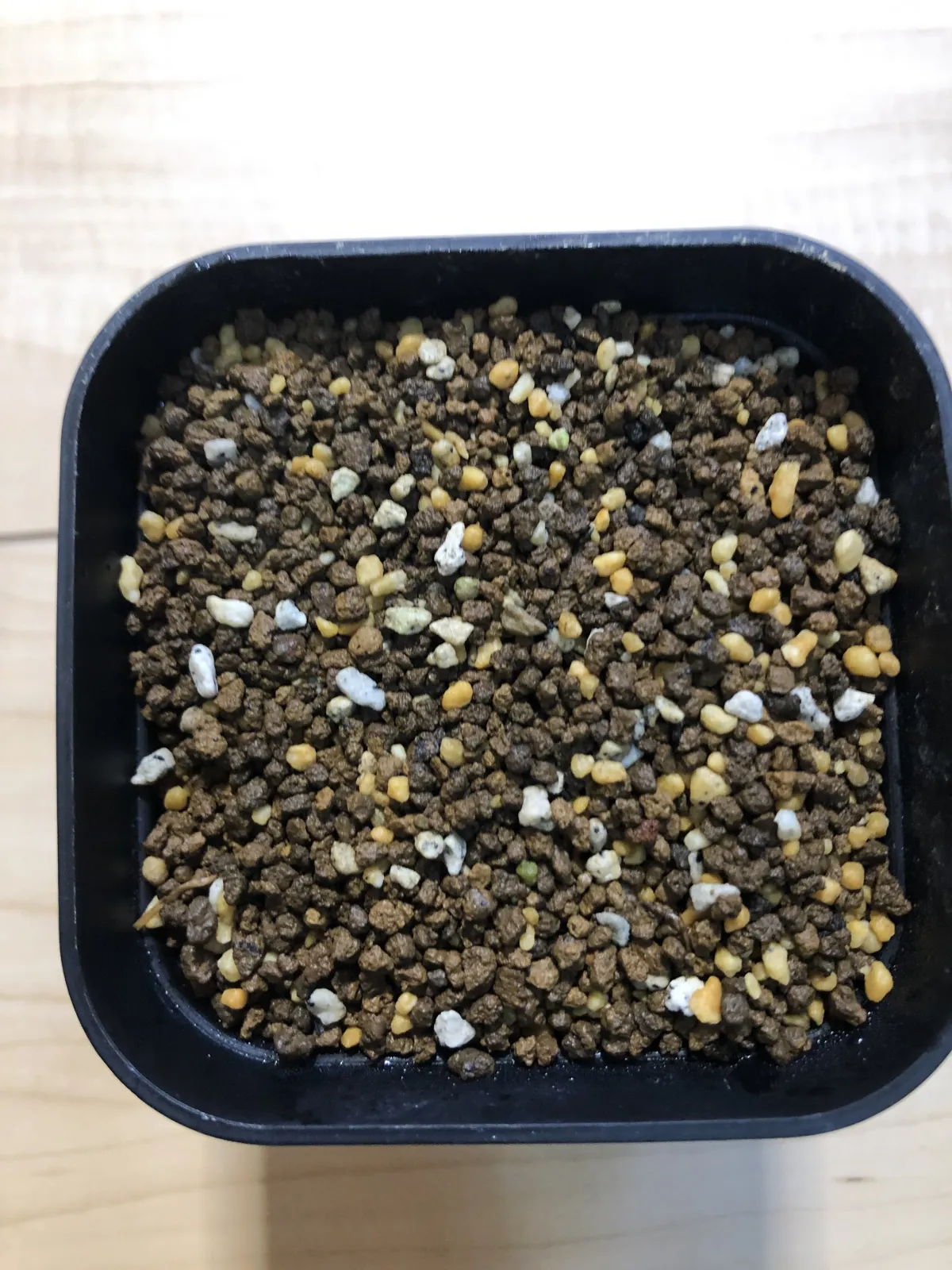 Agave toumeyana var. bella (アガベ トウメヤナ ベラ)