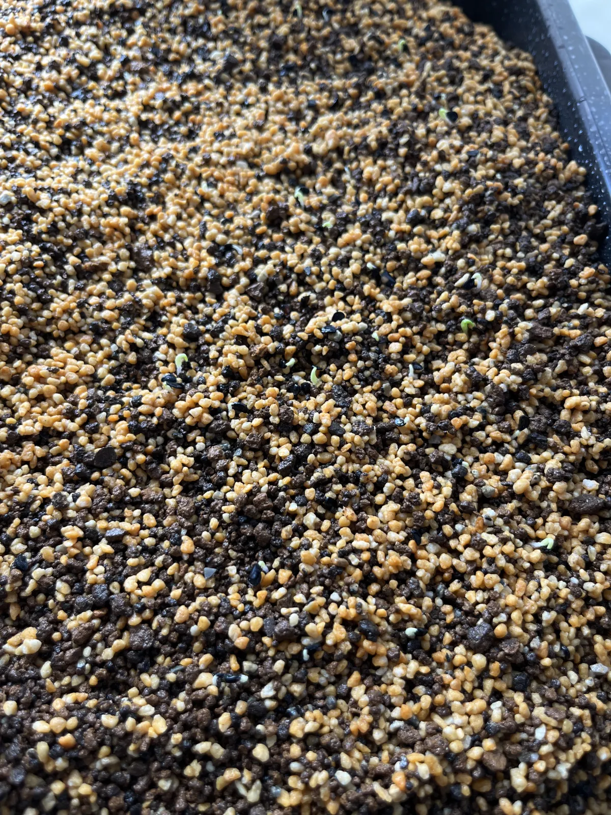 Agave victoriae-reginae (アガベ ビクトリアレジーナエ 笹の雪)