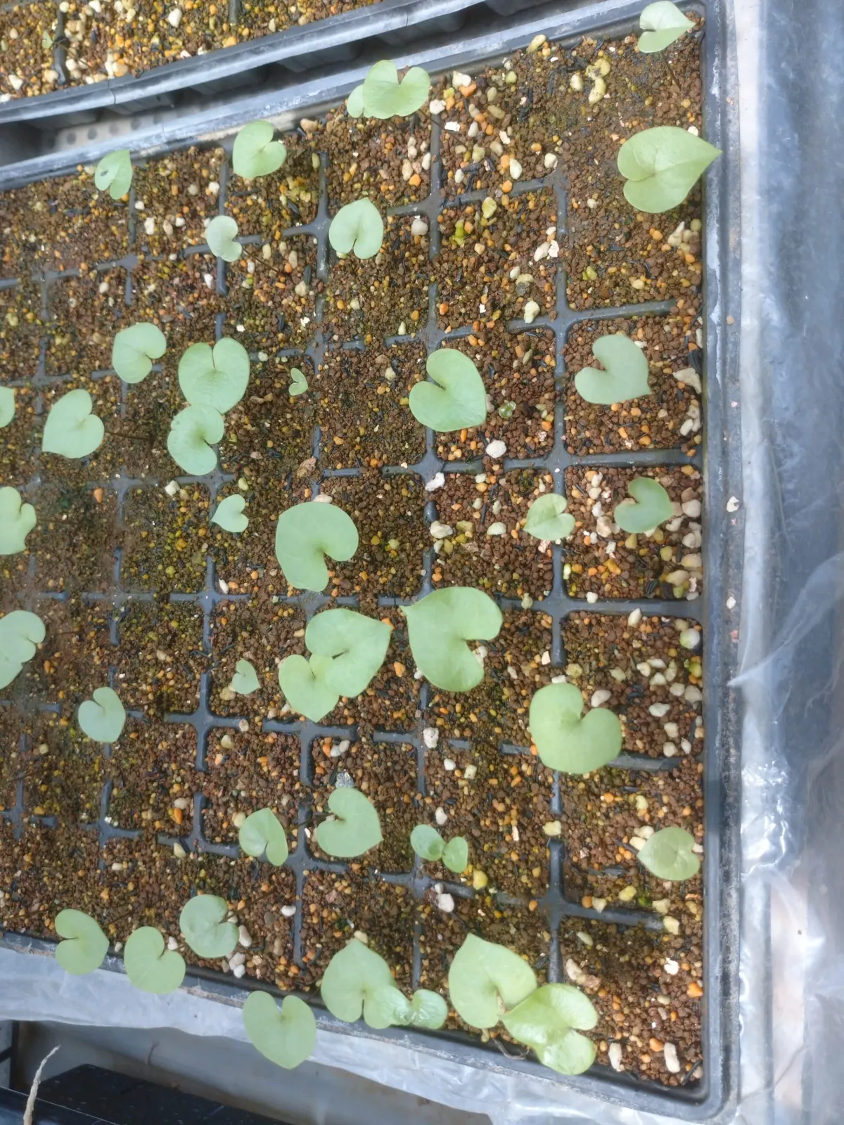 Dioscorea elephantipes (ディオスコレア エレファンティペス アフリカ亀甲竜)