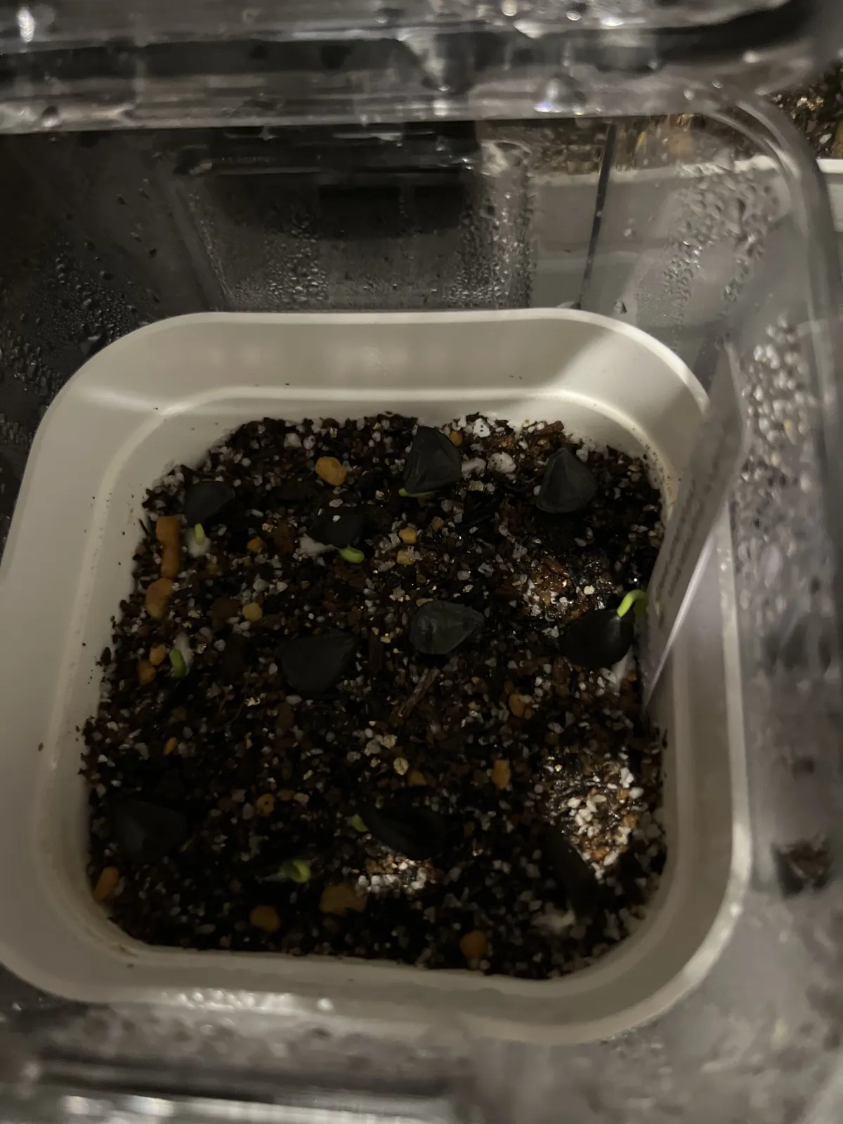 Agave americana var. oaxacensis (アガベ オアハセンシス())