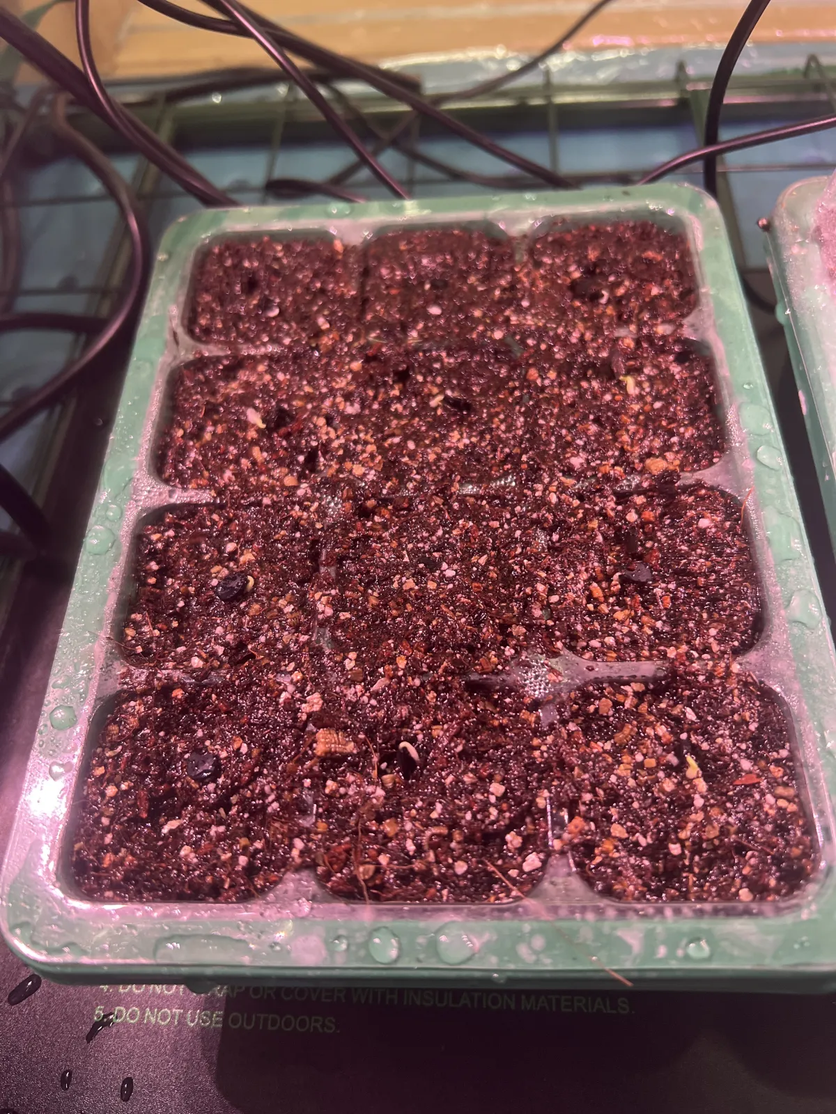 Yucca coahuilensis (ユッカ コアフイレンシスブルー)