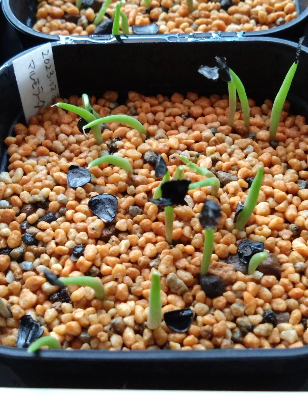 Agave marmorata (アガベ マルモラータ)