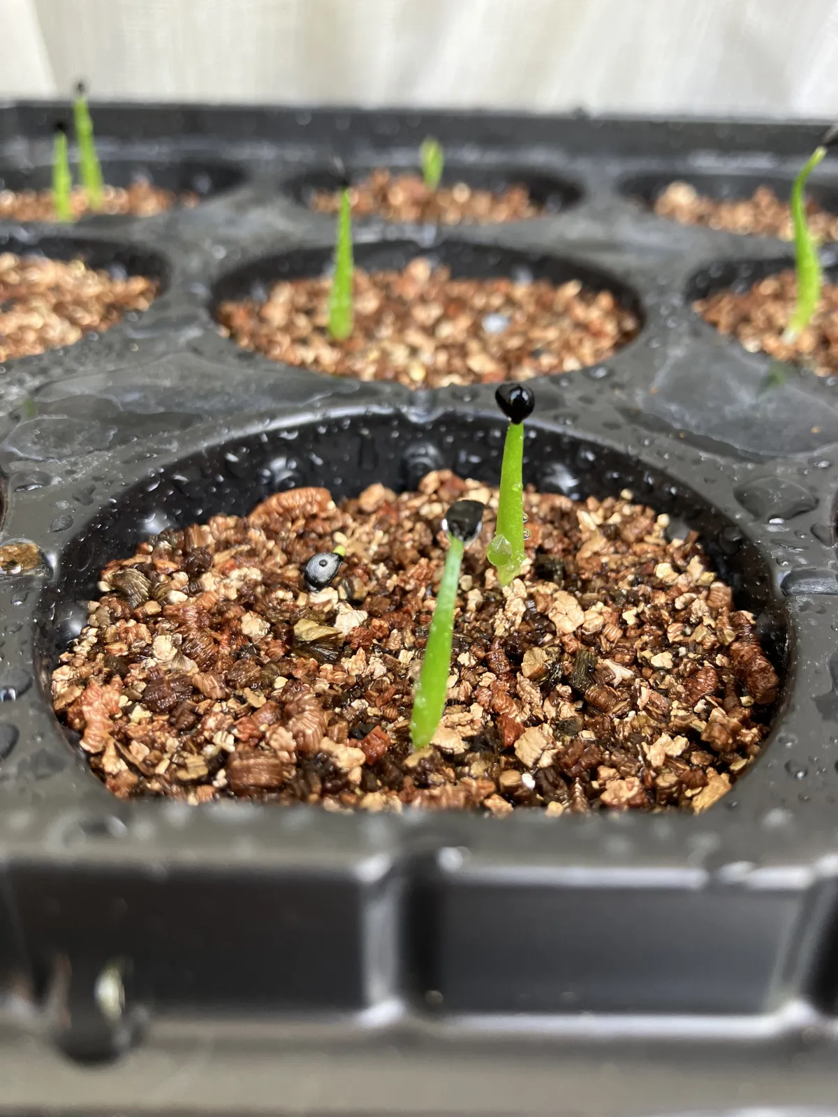 Agave utahensis var. eborispina (アガベ エボリスピナ)