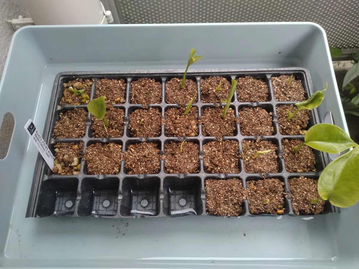 Monstera deliciosa Tauerii (モンステラ タウエリー)