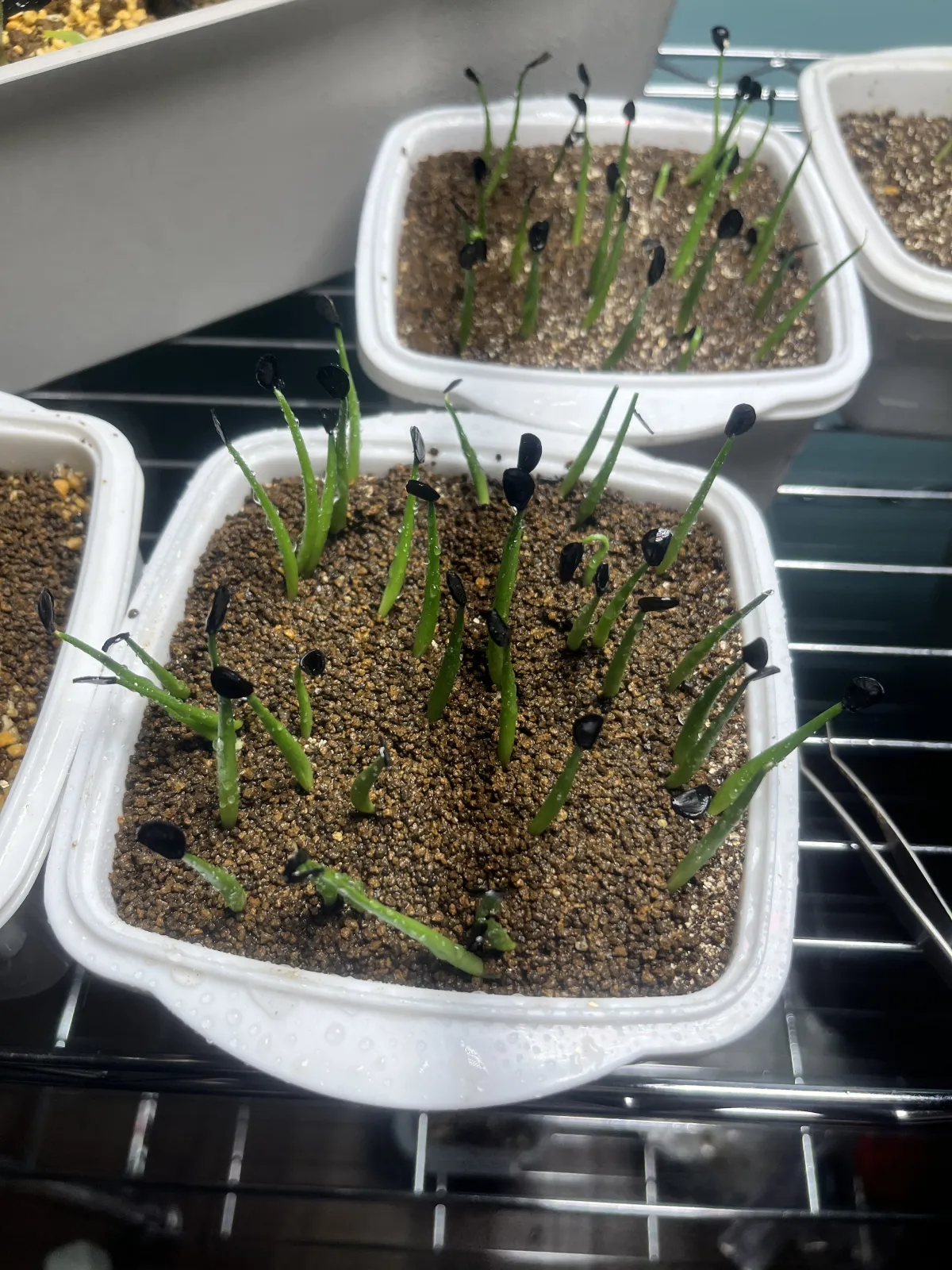 Agave parryi x flexispina (アガベ パリー x フレキシスピナ)