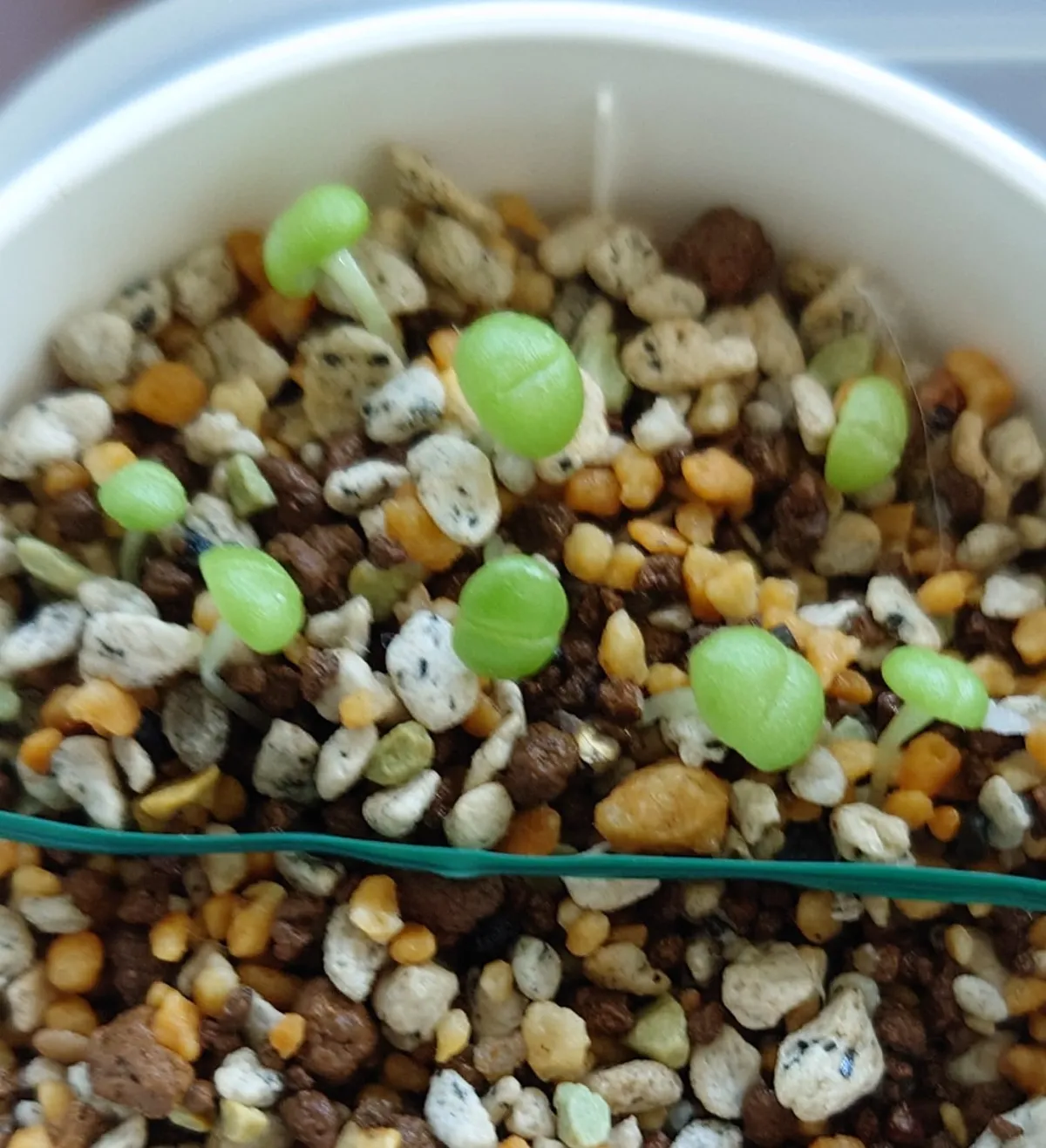 Faucaria tigrina (フォーカリア ティグリナ 四海波)