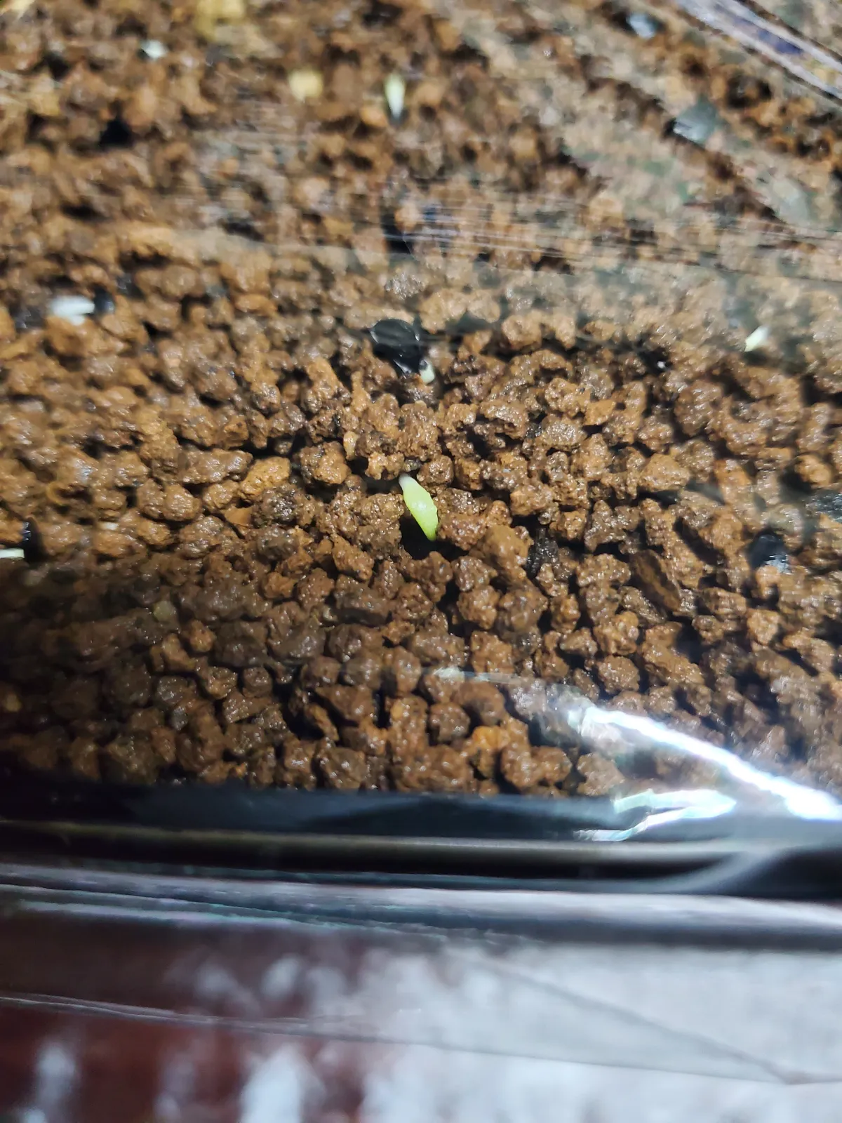 Agave oteroi (アガベ オテロイ)