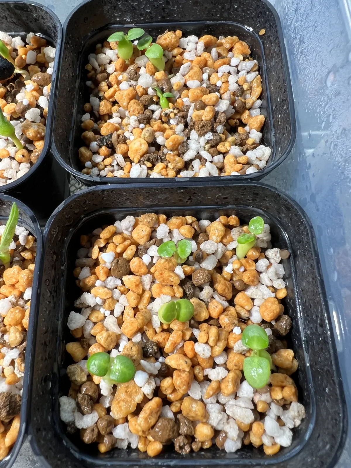 Pachypodium succulentum (パキポディウム サキュレンタム 天馬空)