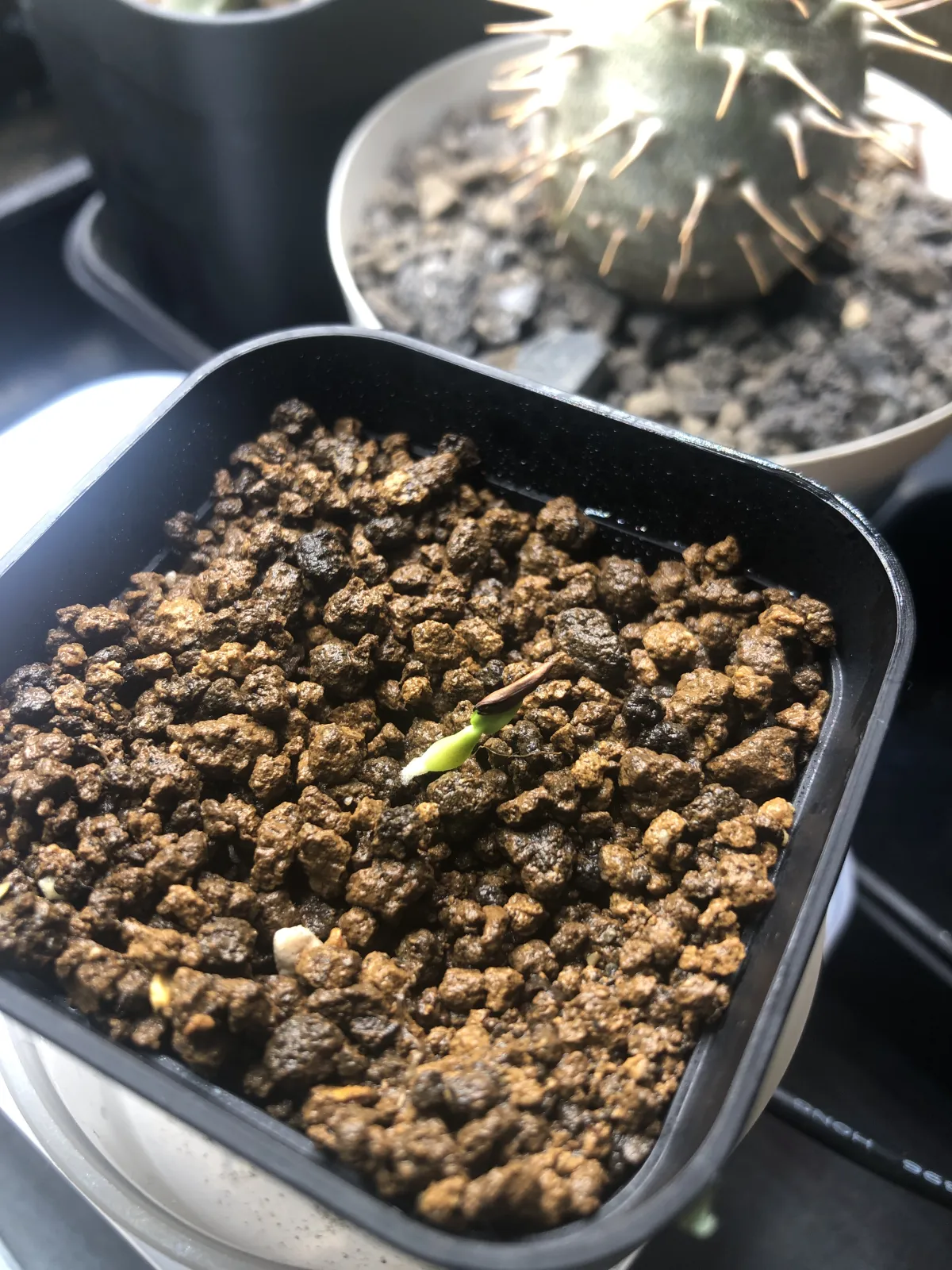 Pachypodium rosulatum var. gracilius (パキポディウム グラキリス)