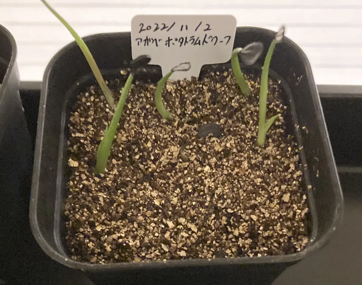 Agave potatorum Dwarf (アガベ ポタトラムドワーフ)