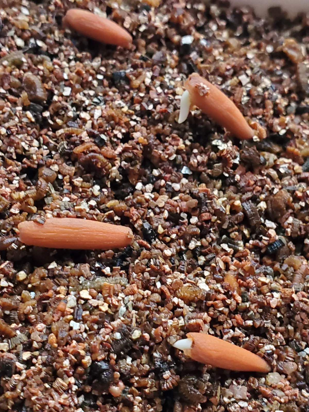 Adenium obesum (アデニウム タイ ソコトラナム)