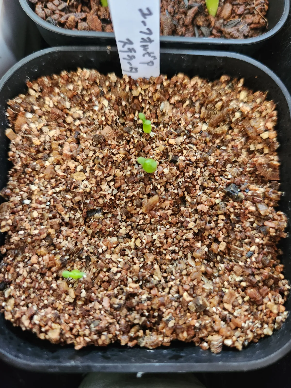 Euphorbia stellata (ユーフォルビア ステラータ 飛竜)