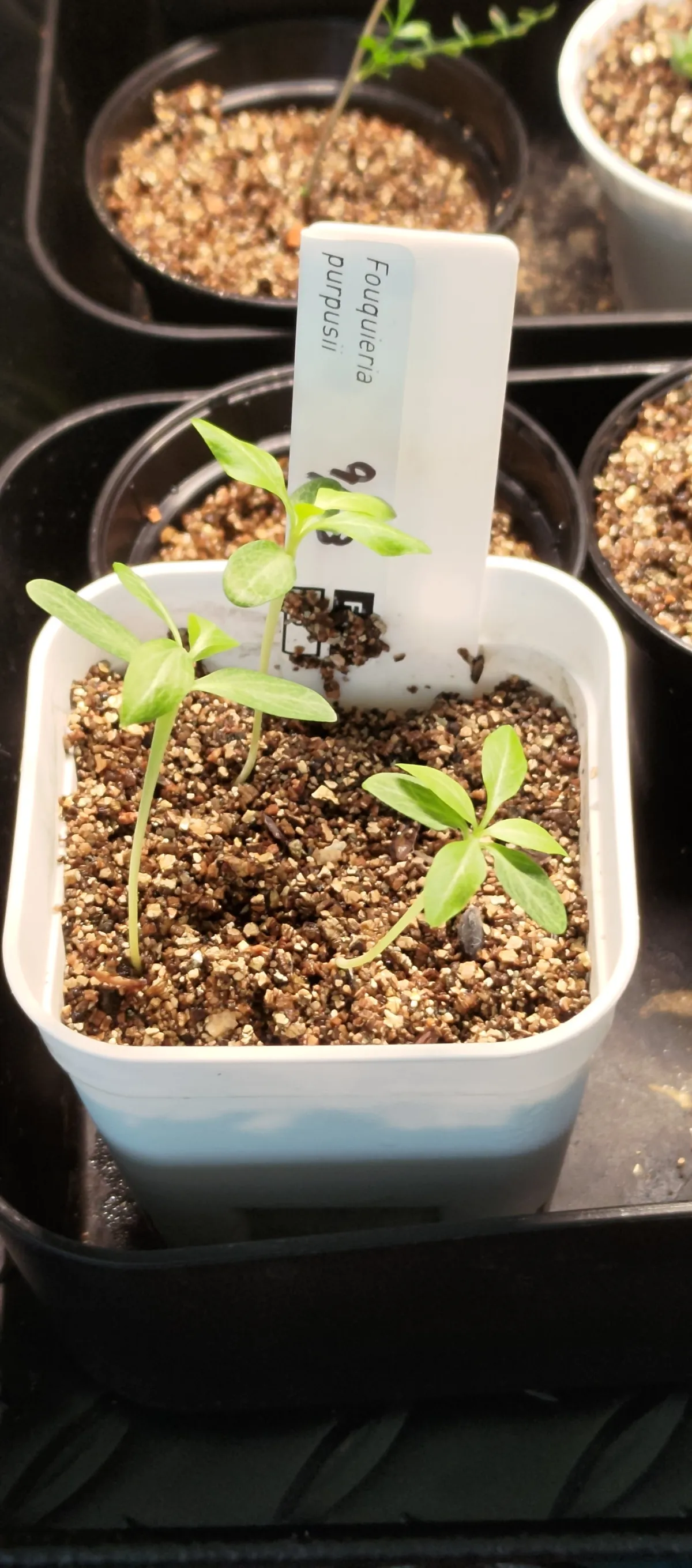 Fouquieria purpusii (フォークイエリア プルプシー)