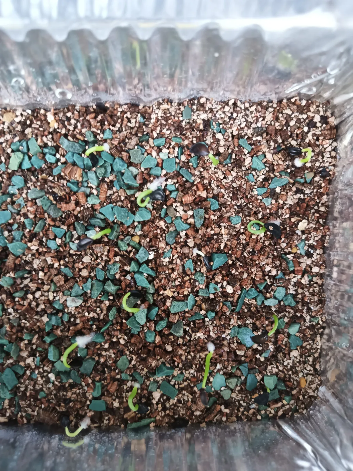 Agave geminiflora (アガベ ジェミニフローラ)