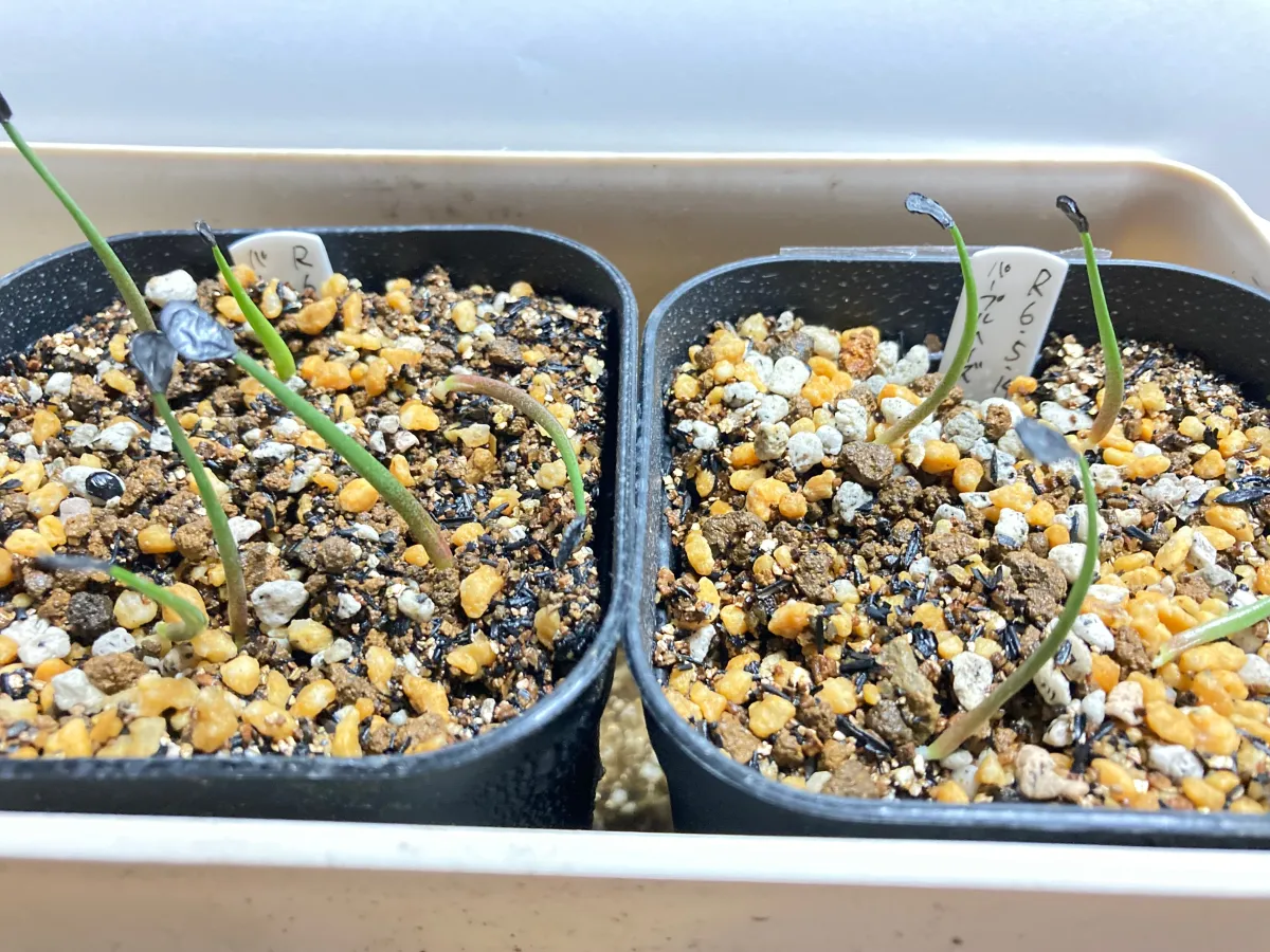 Agave potatorum Purple Haze (アガベ パープルヘイズ)