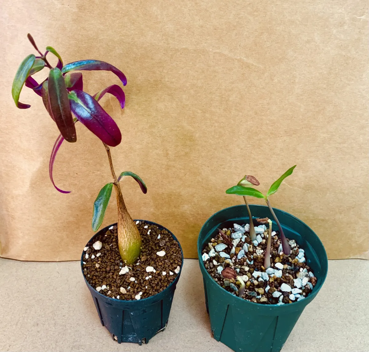 Petopentia natalensis (ペトペンチア ナタレンシス)