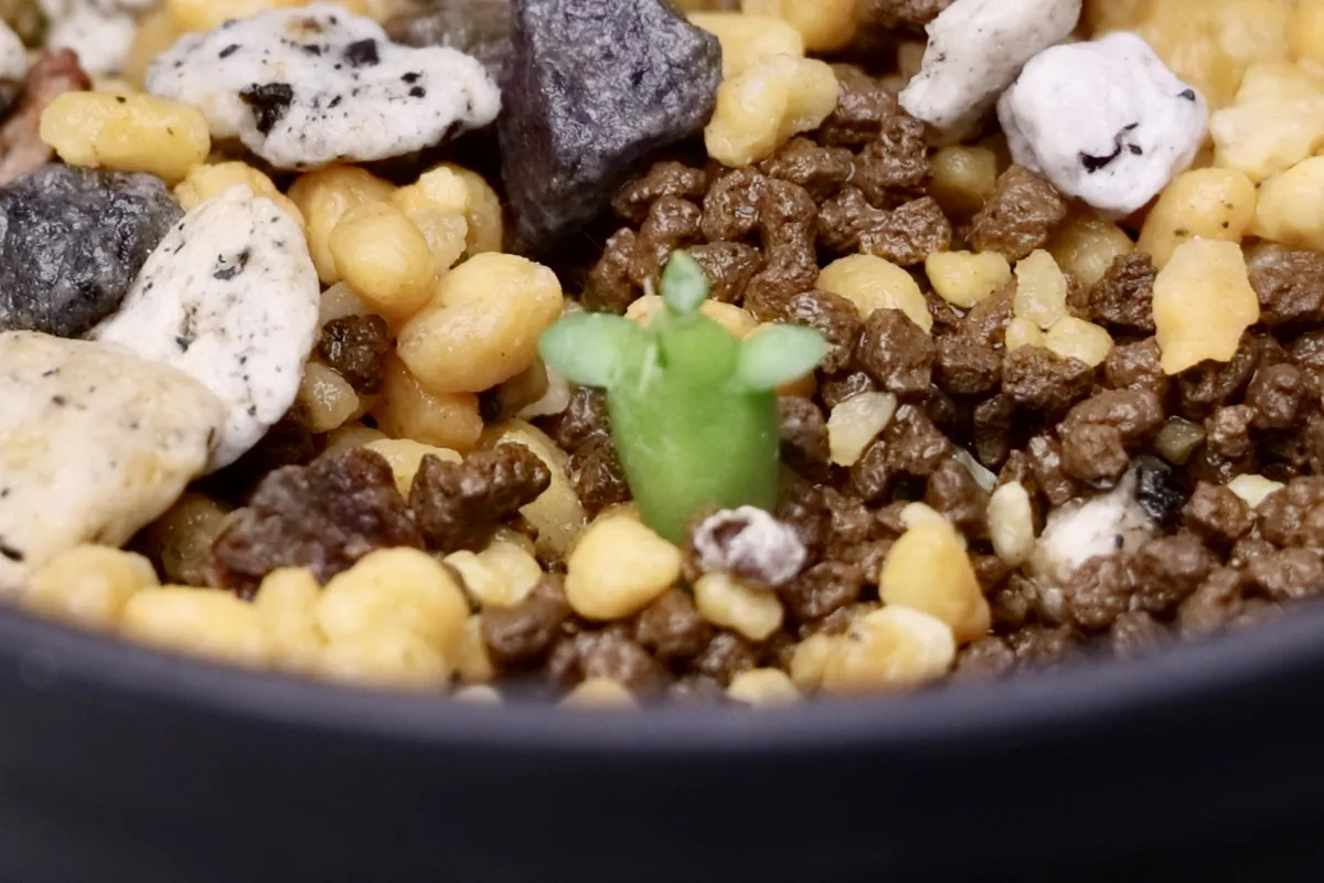 Euphorbia stellata (ユーフォルビア ステラータ 飛竜)