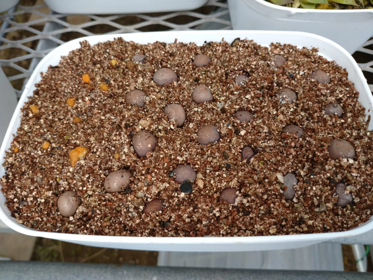 Brahea armata (ブラヘア アルマータ)