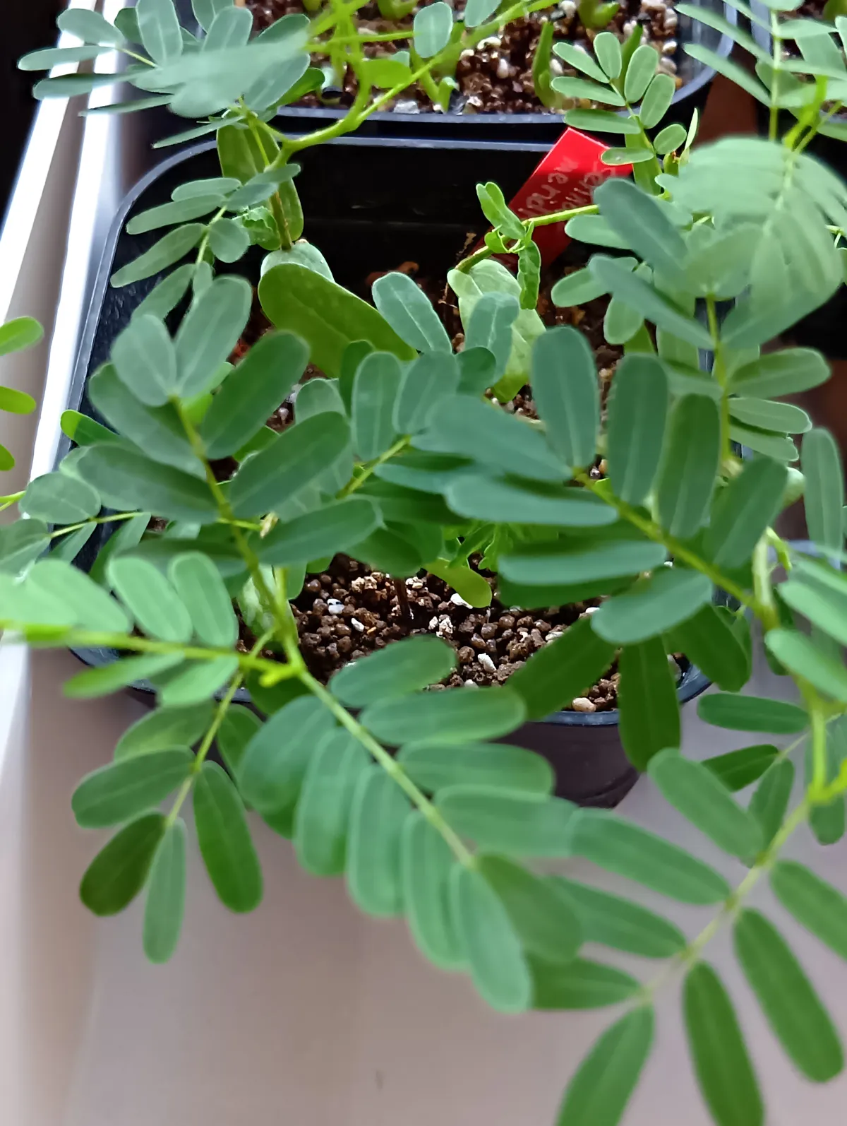 Senna meridionalis (センナ メリディオナリス)