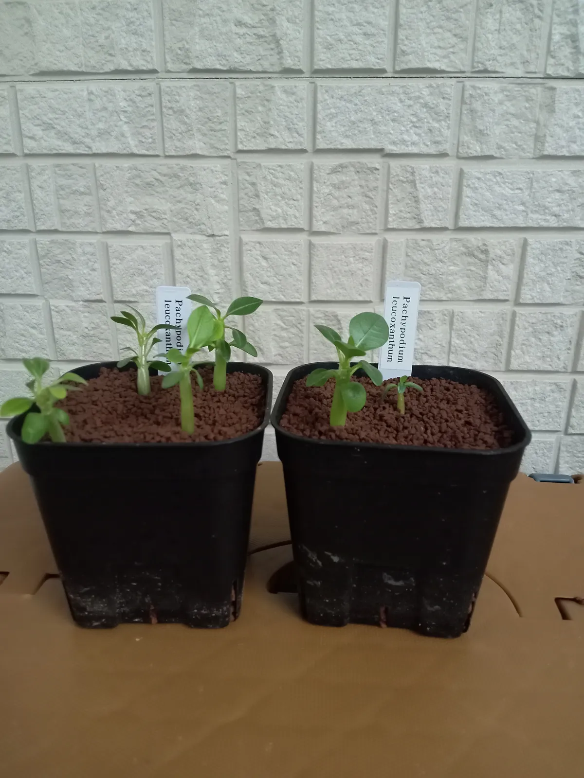 Pachypodium brevicaule subsp. leucoxanthum (パキポディウム レウコキサンツム)