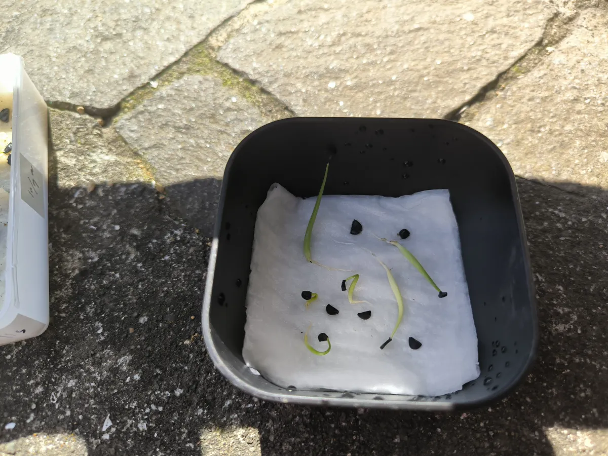 Agave schottii var. schottii (アガベ ショッティ)