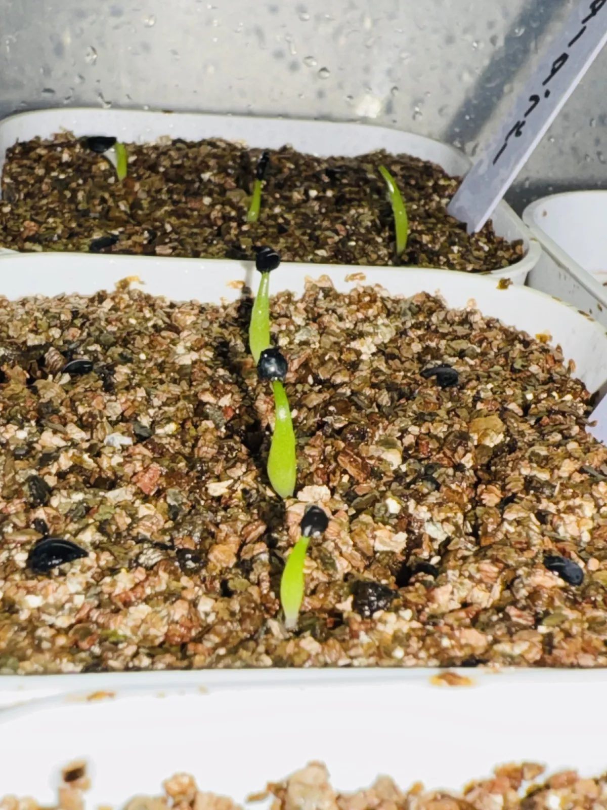 Agave titanota 'Blue' (アガベ チタノタブルー)