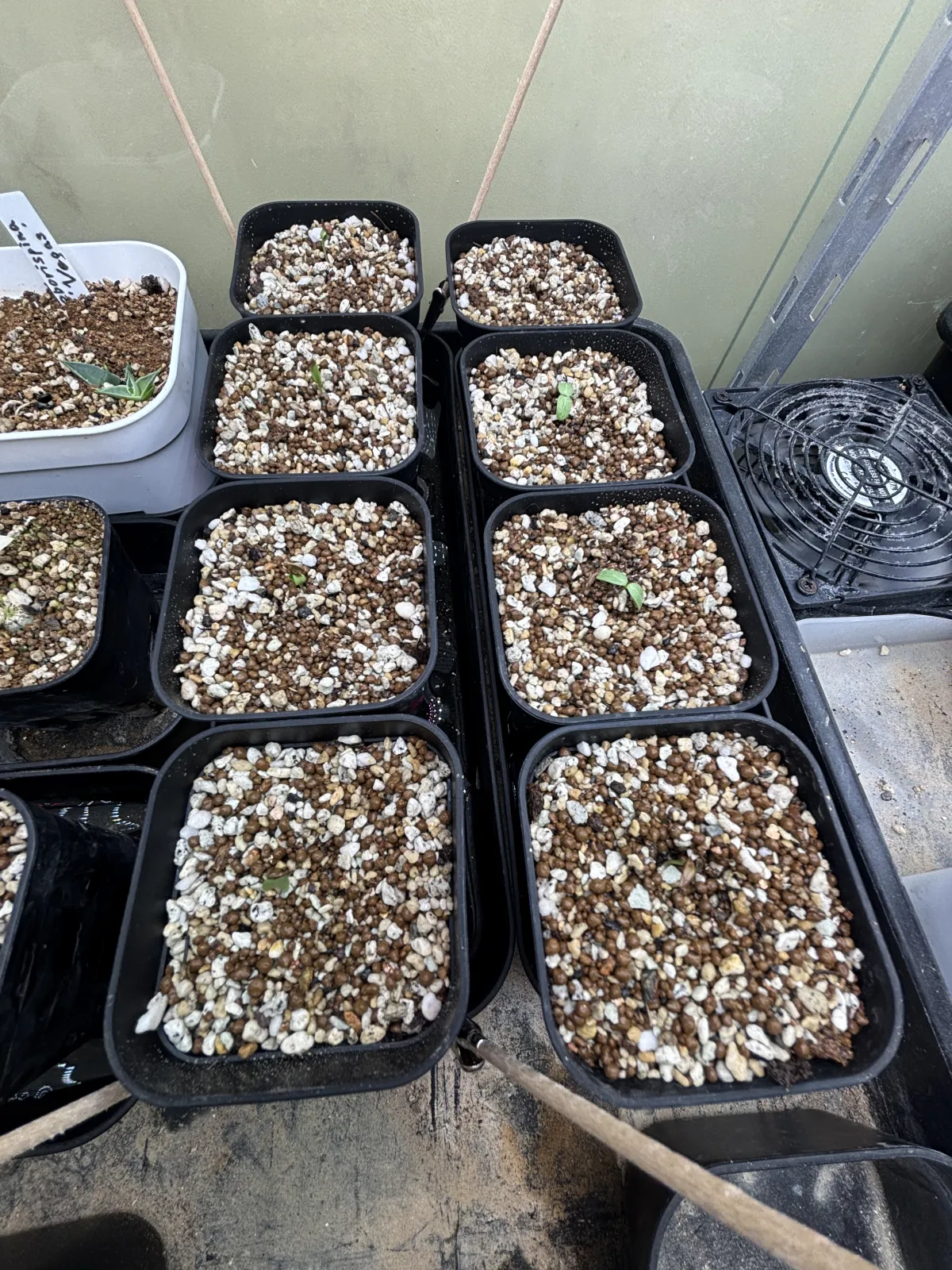 Fouquieria purpusii (フォークイエリア プルプシー)