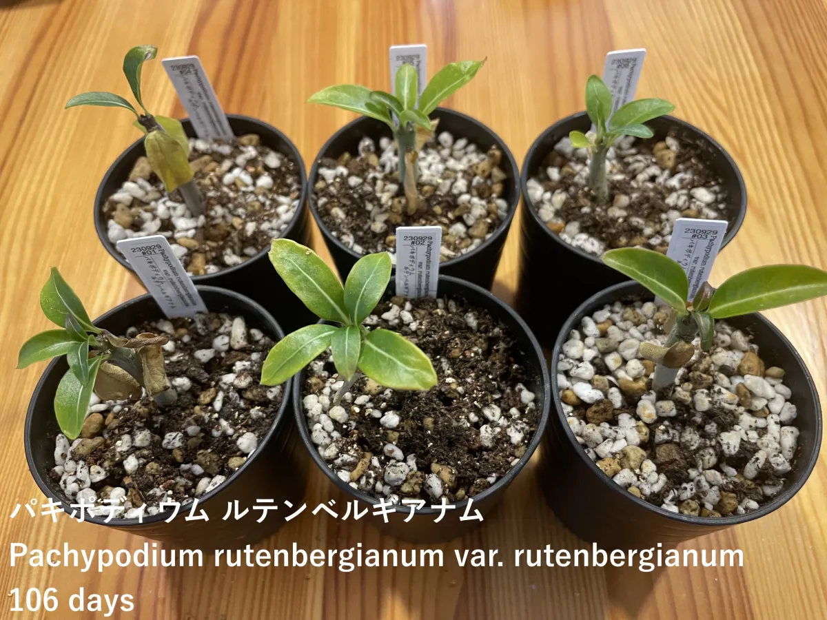 Pachypodium rutenbergianum var. rutenbergianum (パキポディウム ルテンベルギアナム)