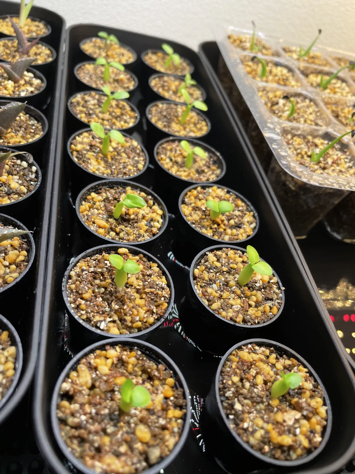 Pachypodium succulentum (パキポディウム サキュレンタム 天馬空)