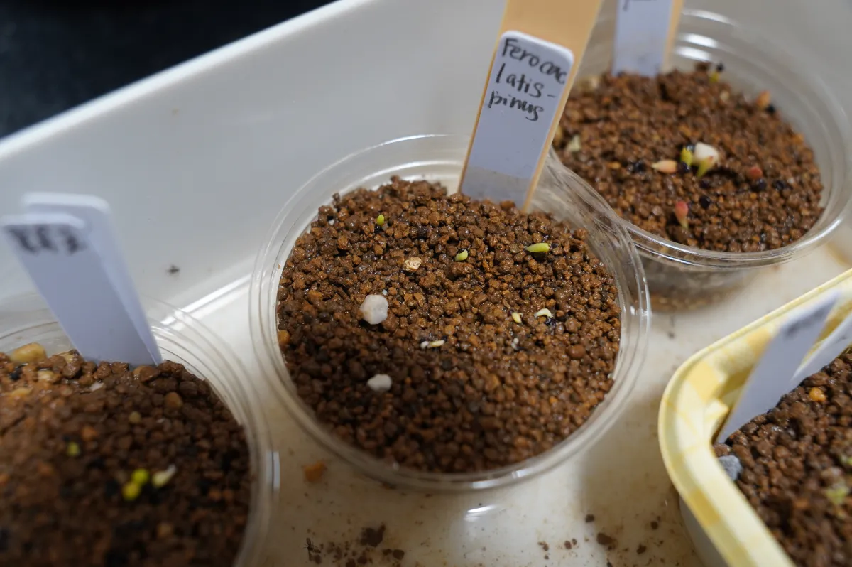 Ferocactus latispinus (フェロカクタス ラティスピナス 日の出丸)