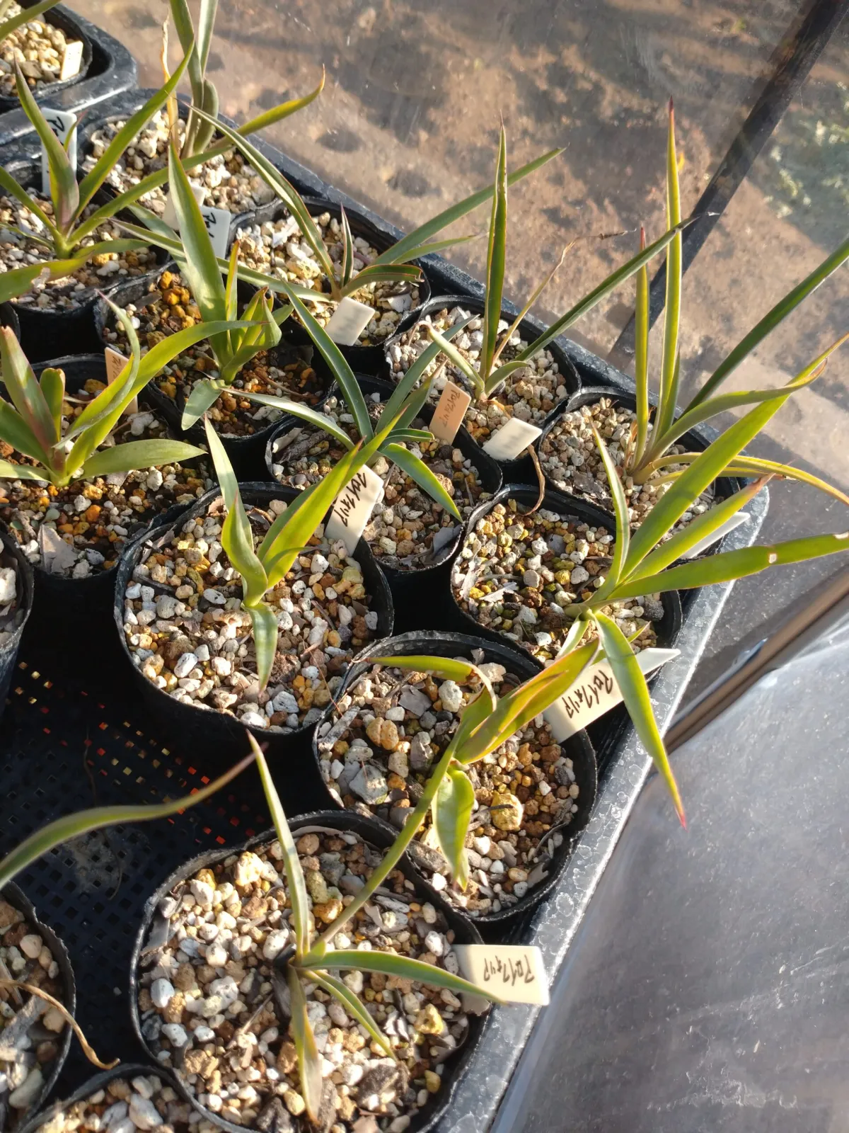 Yucca aloifolia (ユッカ アロイフォリア)