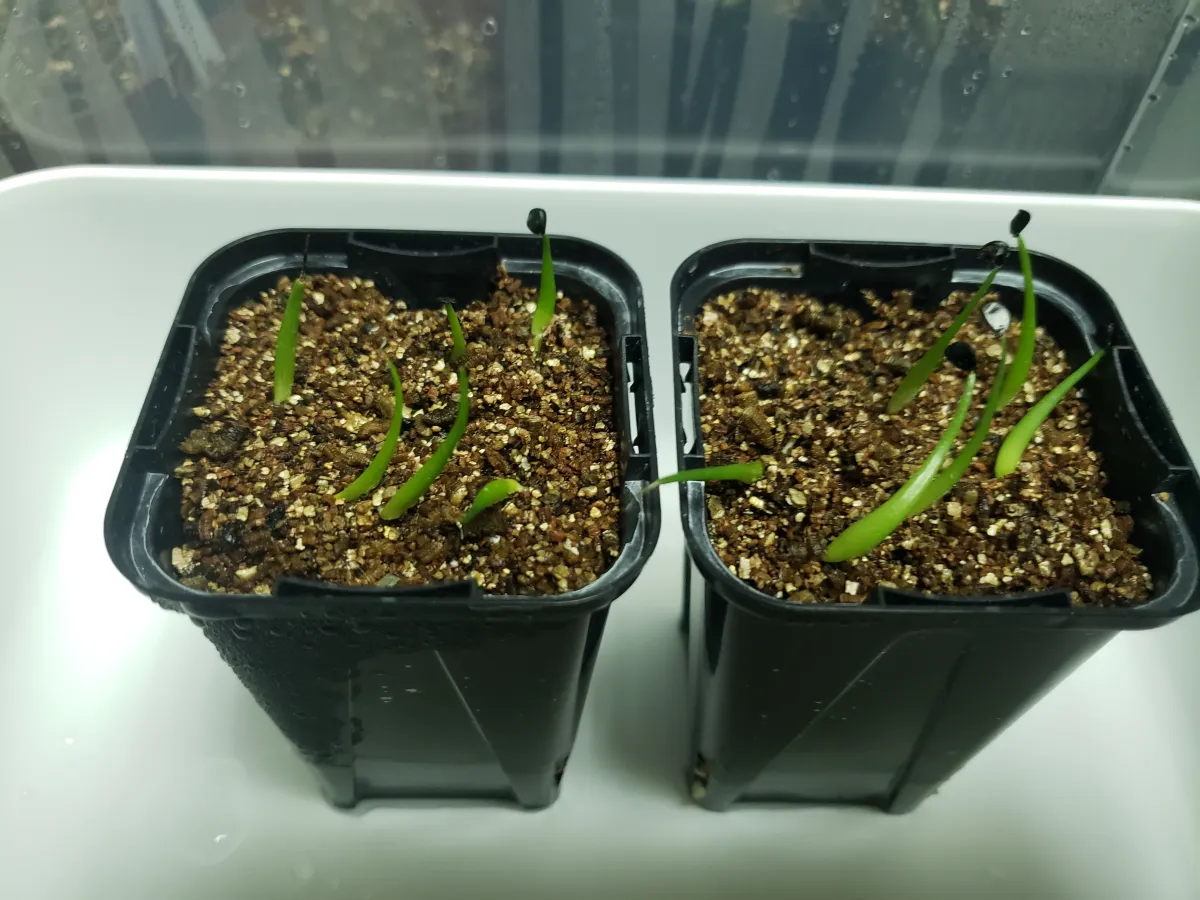 Agave utahensis var. nevadensis (アガベ ユタエンシス ネヴァデンシス)