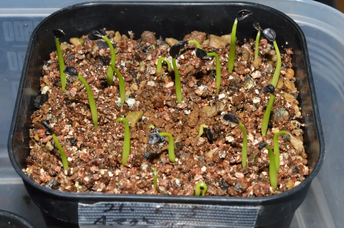 Agave salomonii Magnifica (アガベ マグニフィカ)