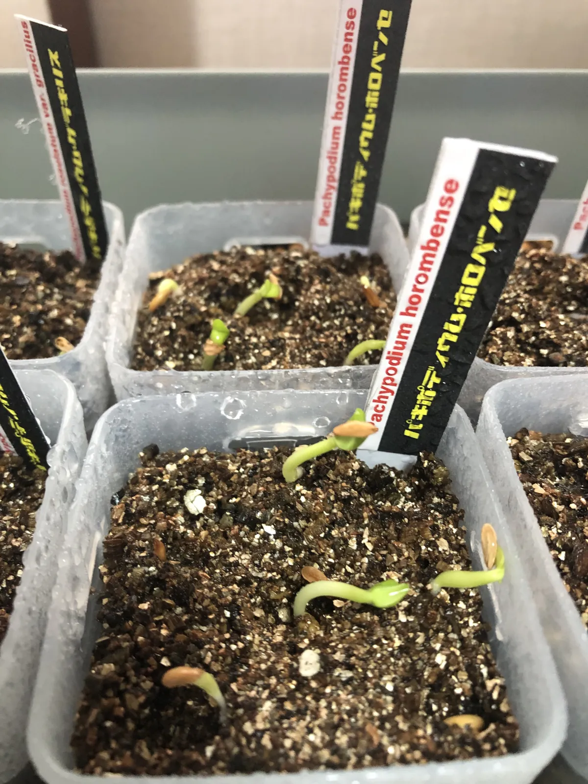 Pachypodium horombense (パキポディウム ホロンベンセ)