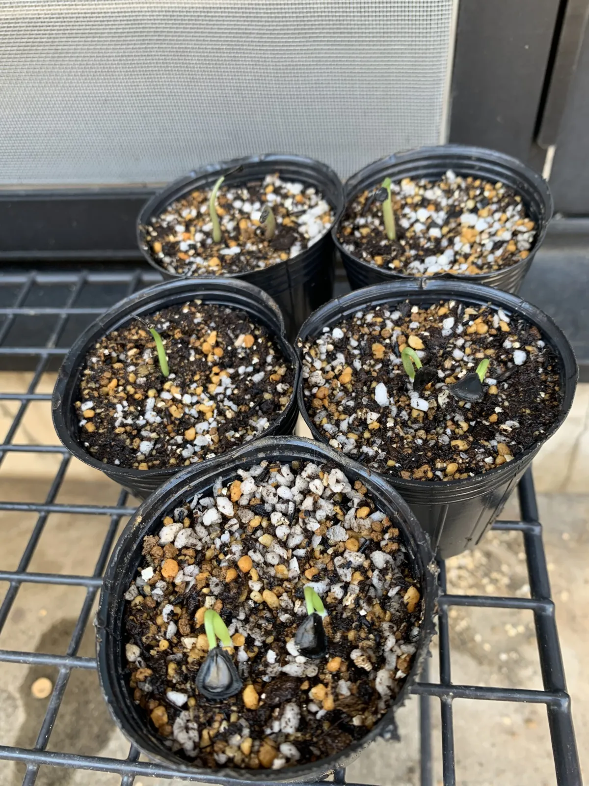 Agave isthmensis (アガベ イシスメンシス)