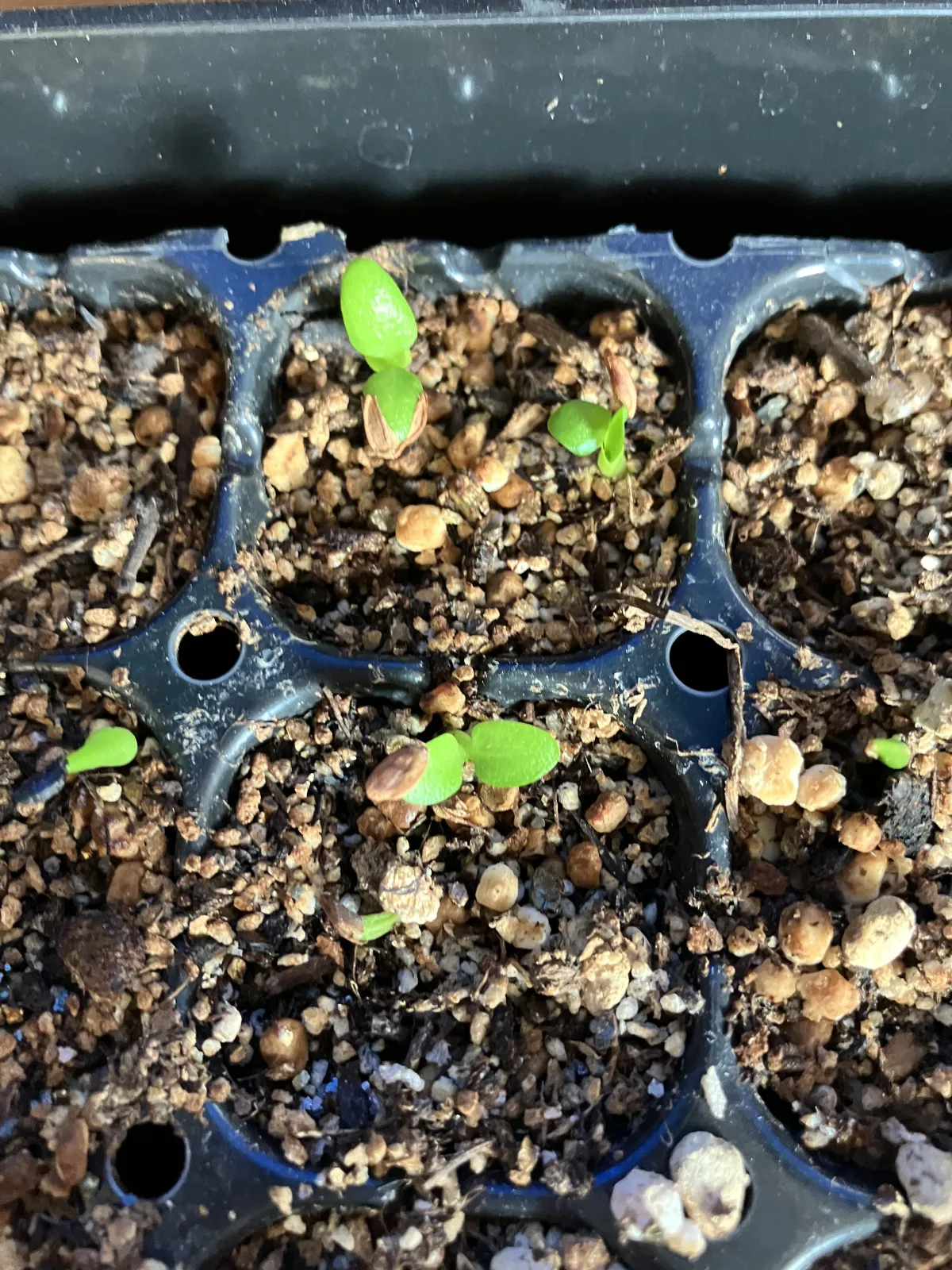 Pachypodium enigmaticum (パキポディウム エニグマチカム)