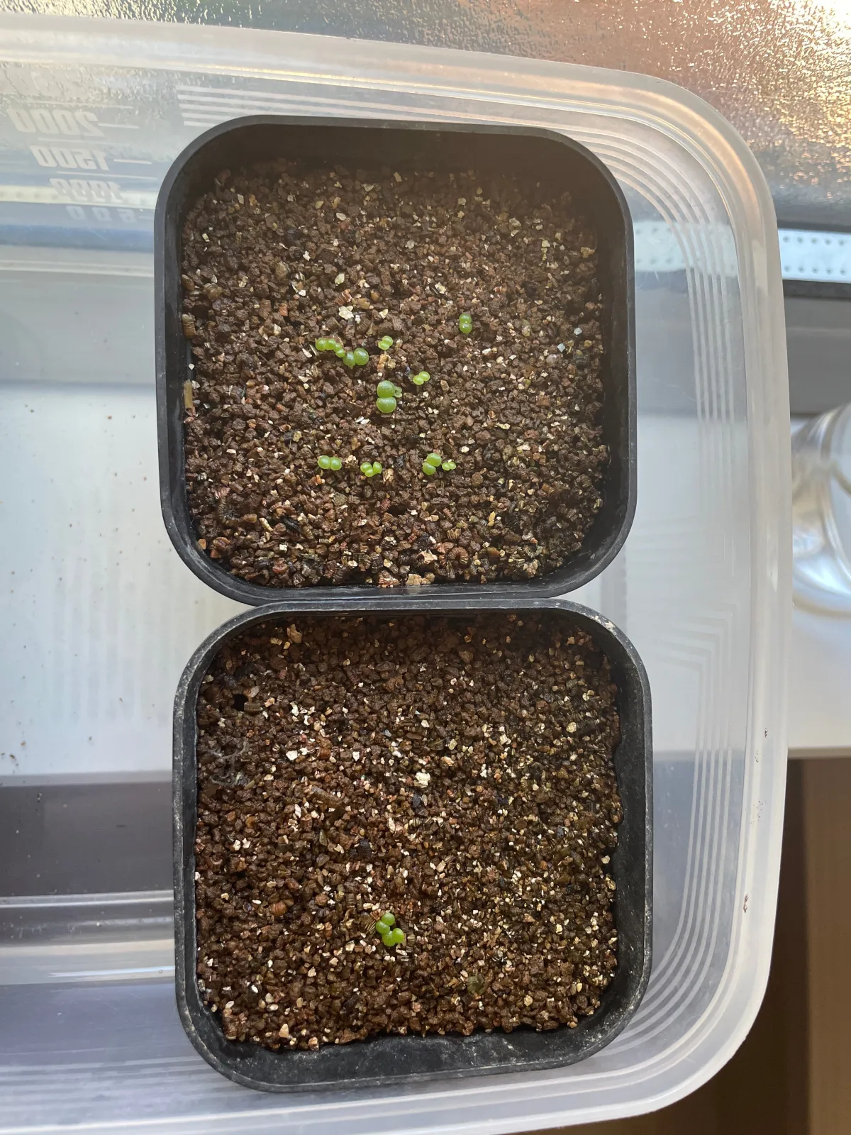 Tylecodon wallichii (ティレコドン ワリチー)