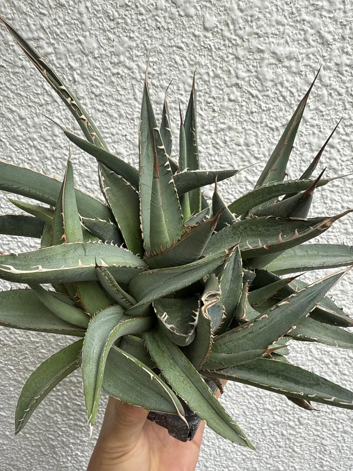 Agave horrida ssp. horrida (アガベ ホリダ)