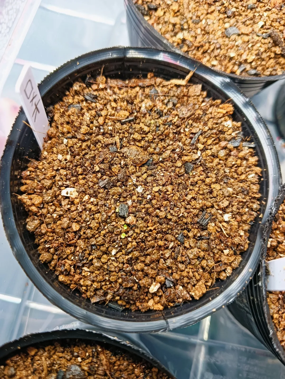 Echeveria agavoides 'Romeo' (エケベリア アガボイデス ロメオ)