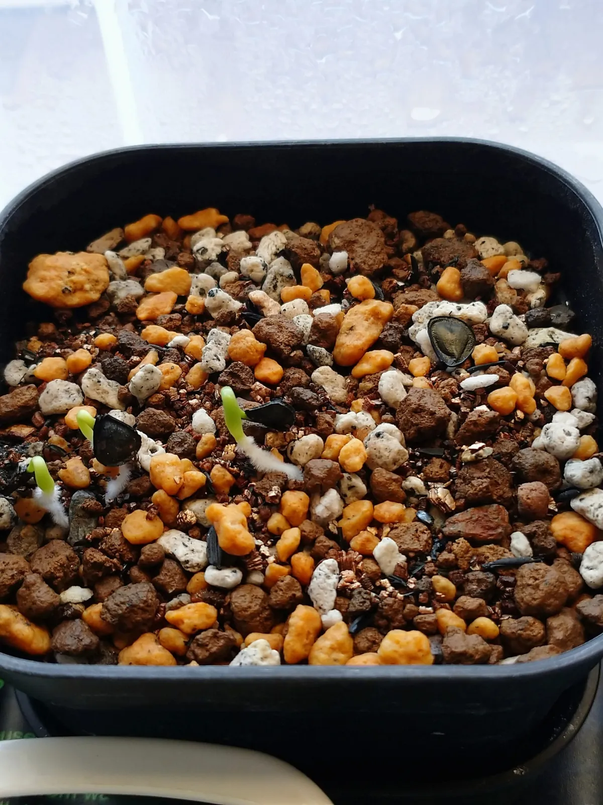 Agave americana ssp. protoamericana (アガベ プロトアメリカーナ)