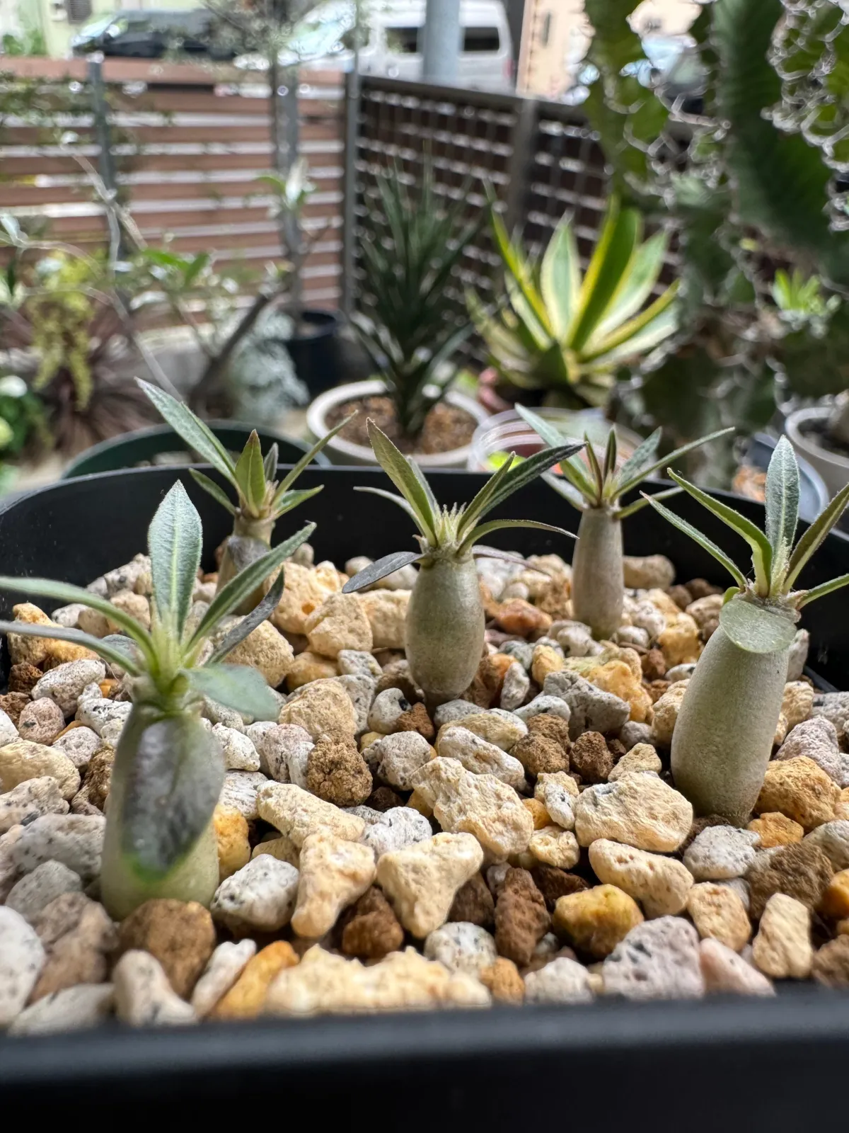 Pachypodium rosulatum subsp. makayense (パキポディウム マカイエンセ)