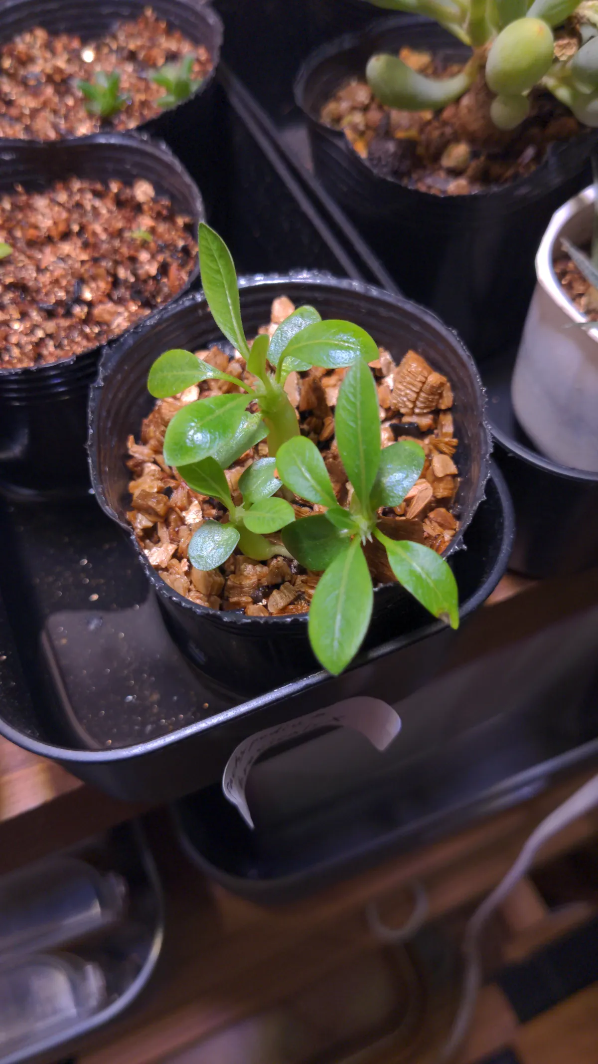 Pachypodium densiflorum var. brevicalyx (パキポディウム ブレビカリックス)