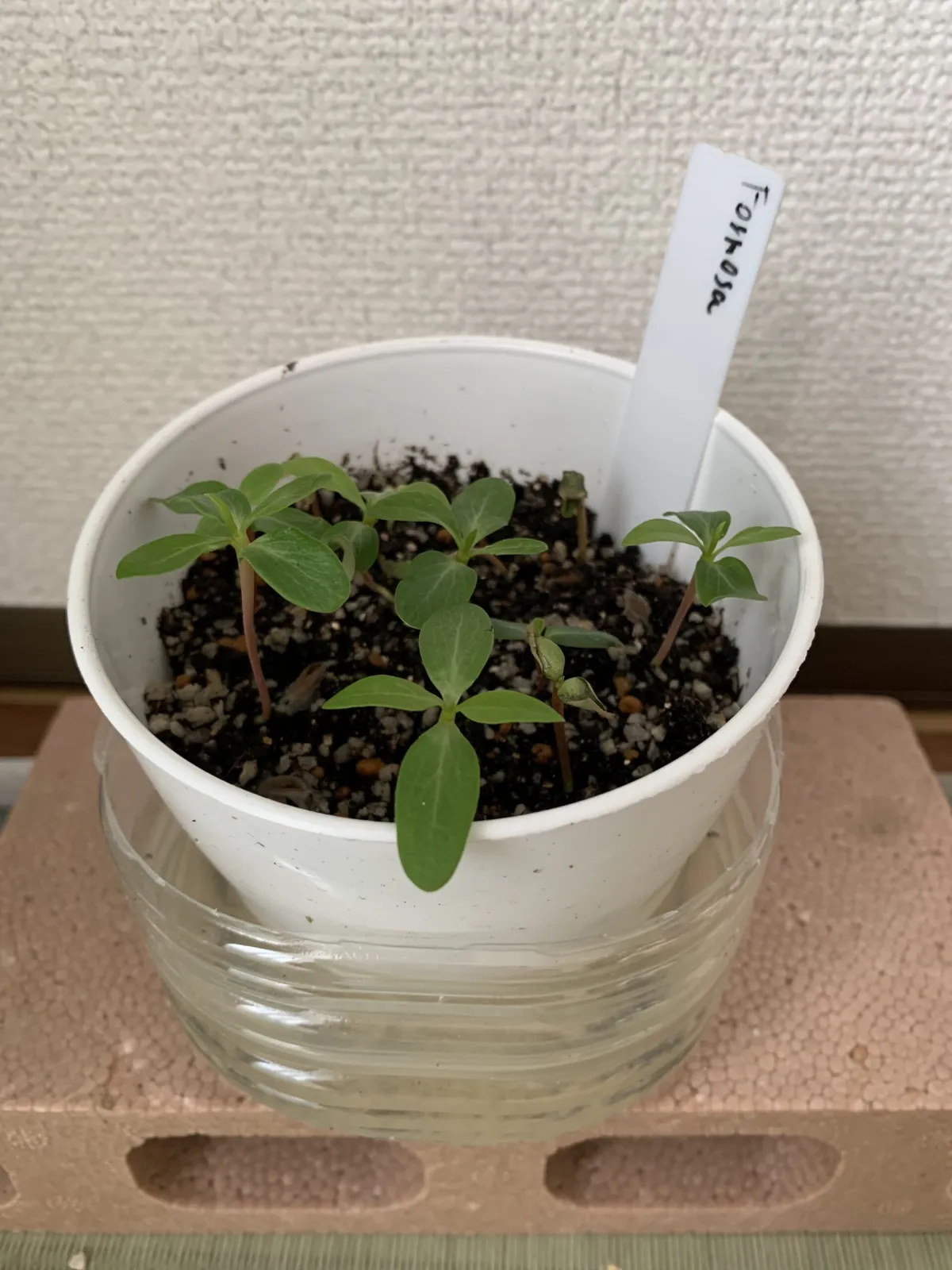 Fouquieria formosa (フォークイエリア フォルモサ)