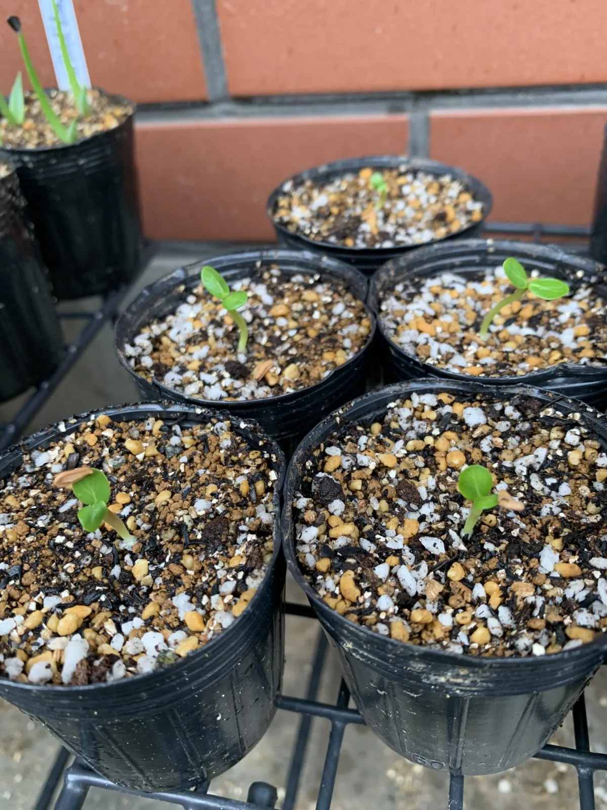 Pachypodium baronii (パキポディウム バロニー)